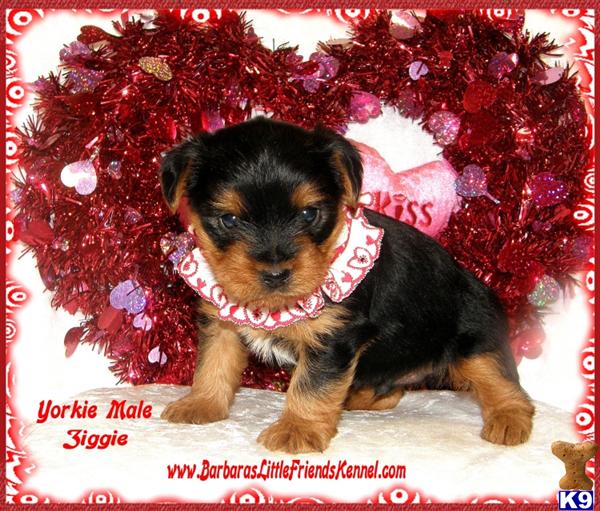 Puppies in KY